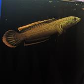 đội