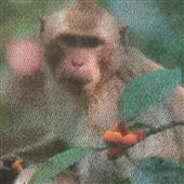 NGŨ