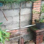 For