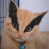 Bản