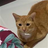 Big