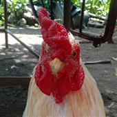 đội