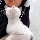 Tiề