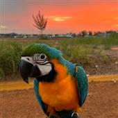 Bón