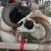 TRỰ