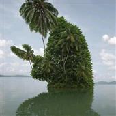 Chủ