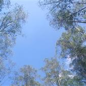 Tin