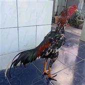 Trự