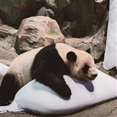 Các