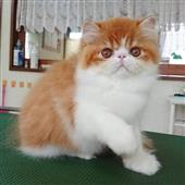 Rai
