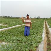 Bản