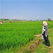 Phầ