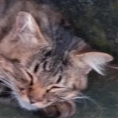 Các