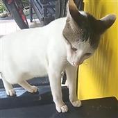 Tên