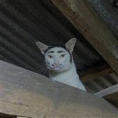 Vũ 