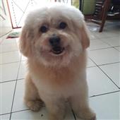 Luậ