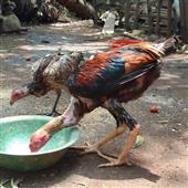 Thỏ